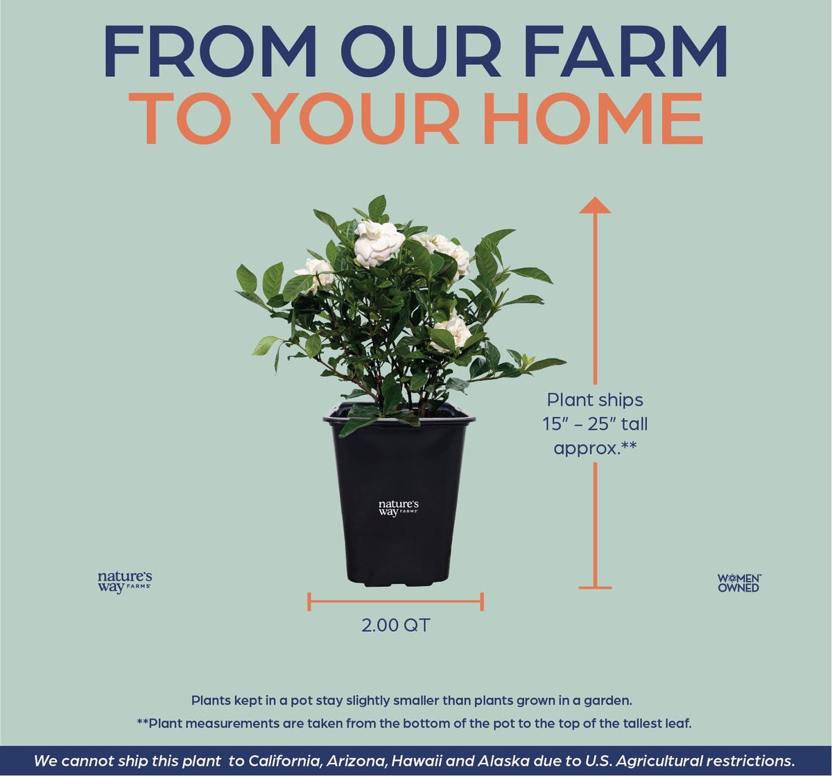 Gardenia Veitchii Fragrant Flowering Shrub 2 Quart Grower Pot R6605