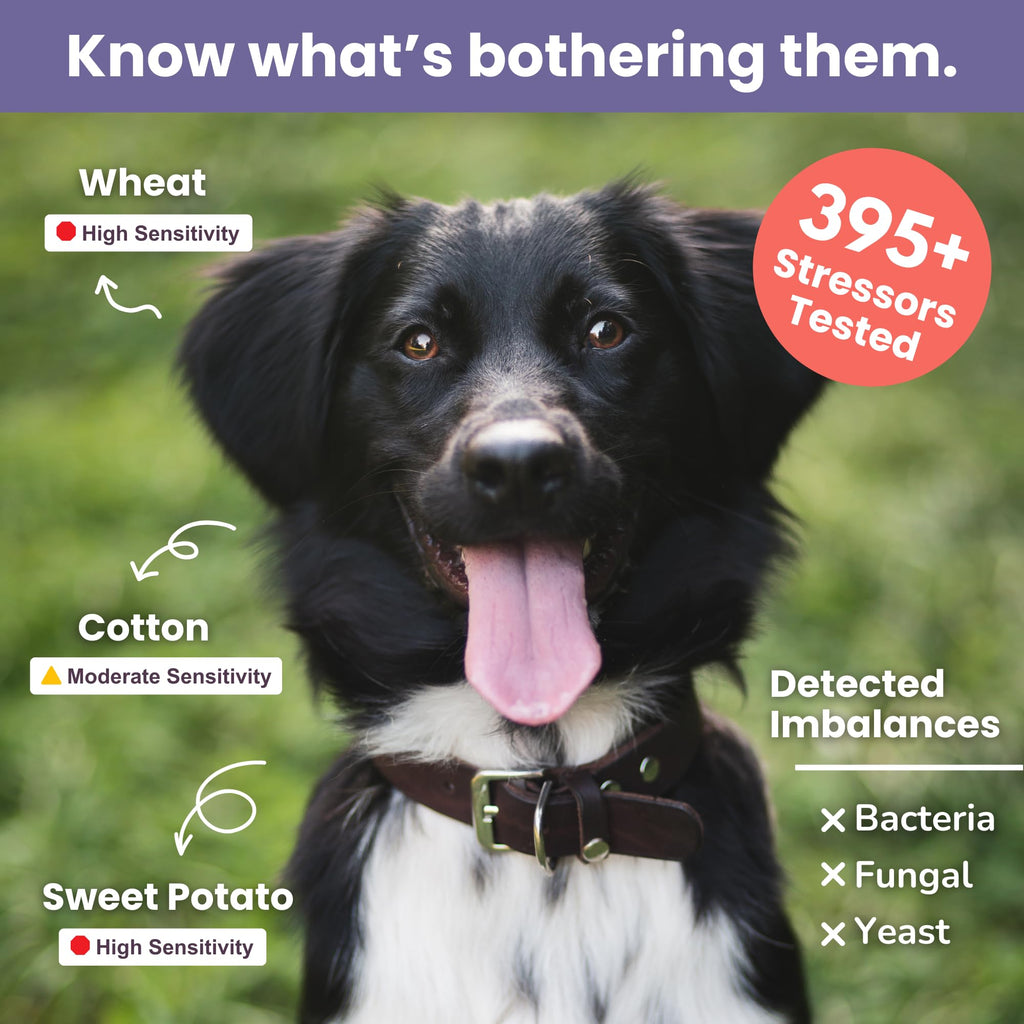 Pet Intolerance Test Dogs & Cats L191270