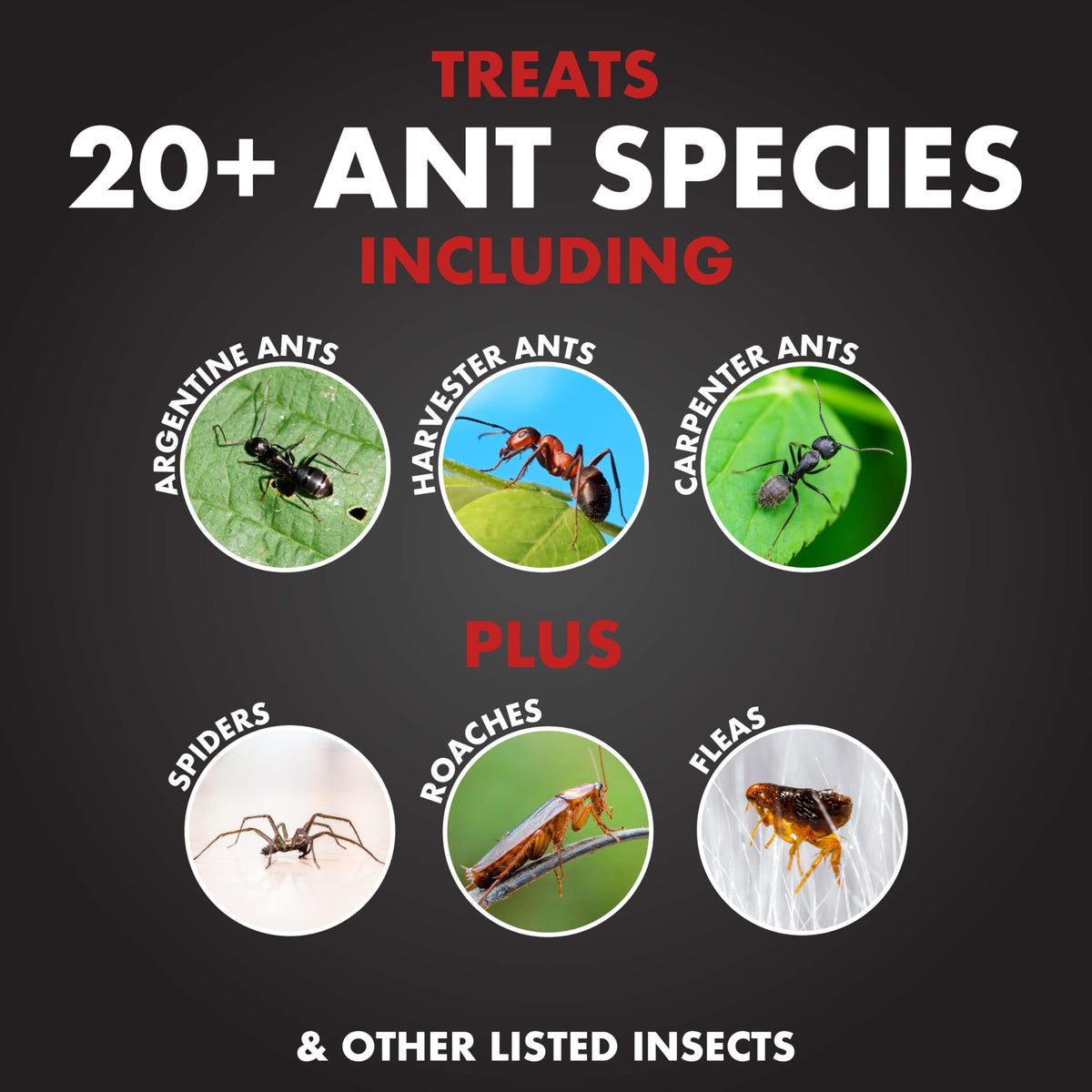 Ant Killer Ready-to-Use 1 Gal O740