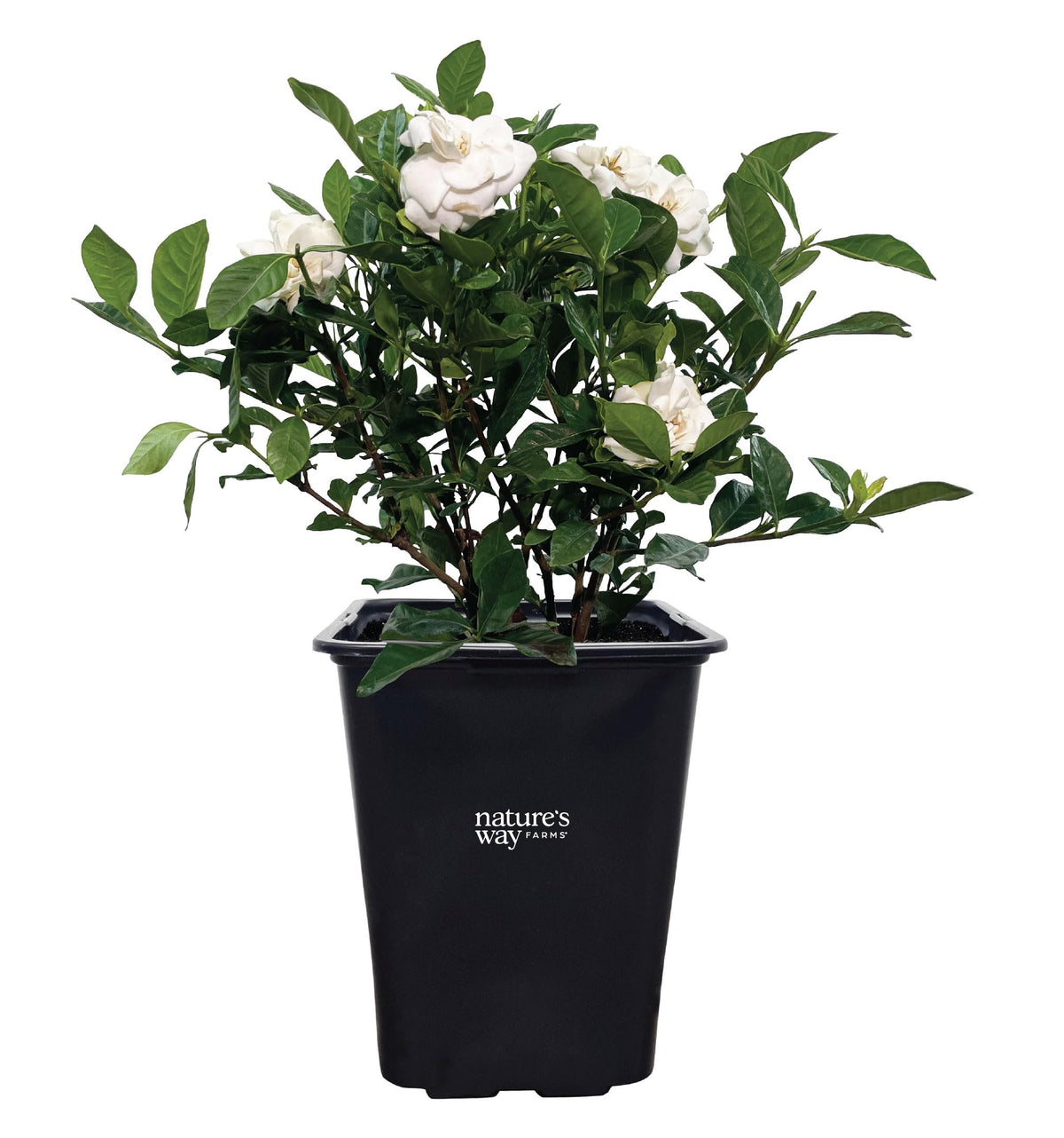 Gardenia Veitchii Fragrant Flowering Shrub 2 Quart Grower Pot R6605