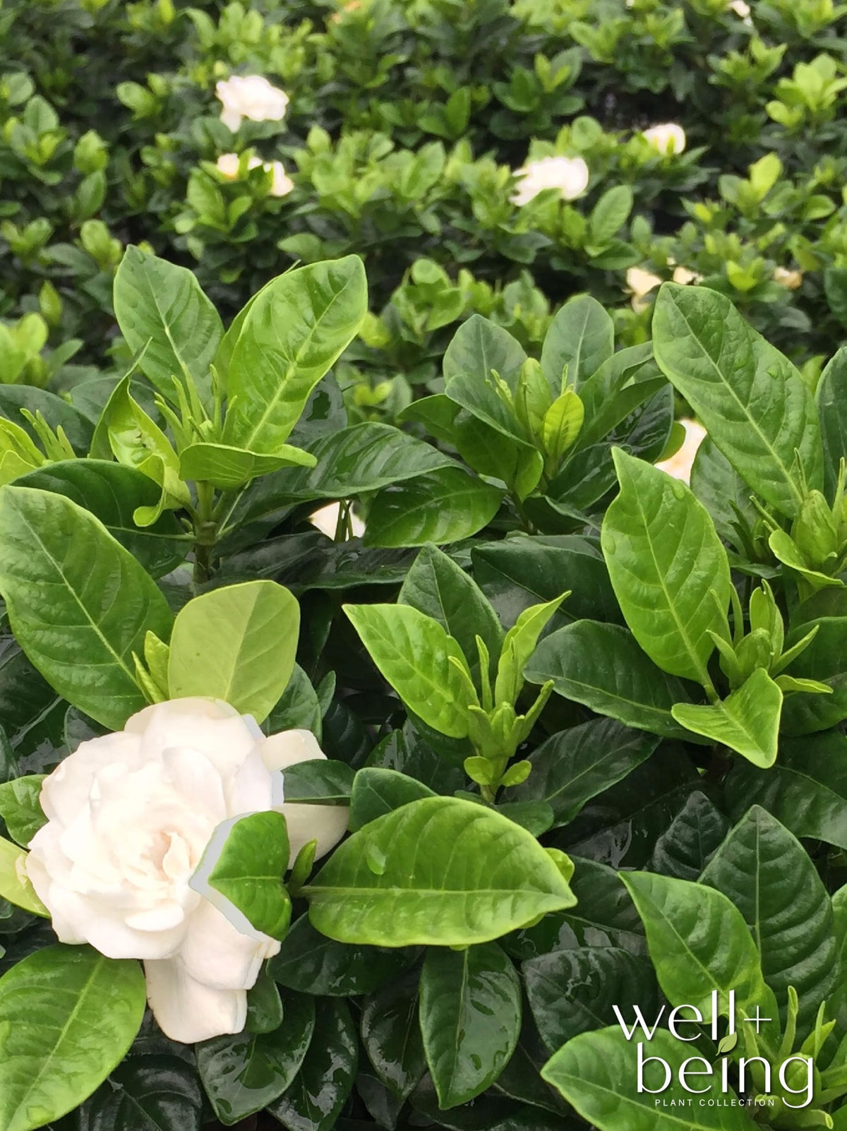 Gardenia Veitchii Fragrant Flowering Shrub 2 Quart Grower Pot R6605