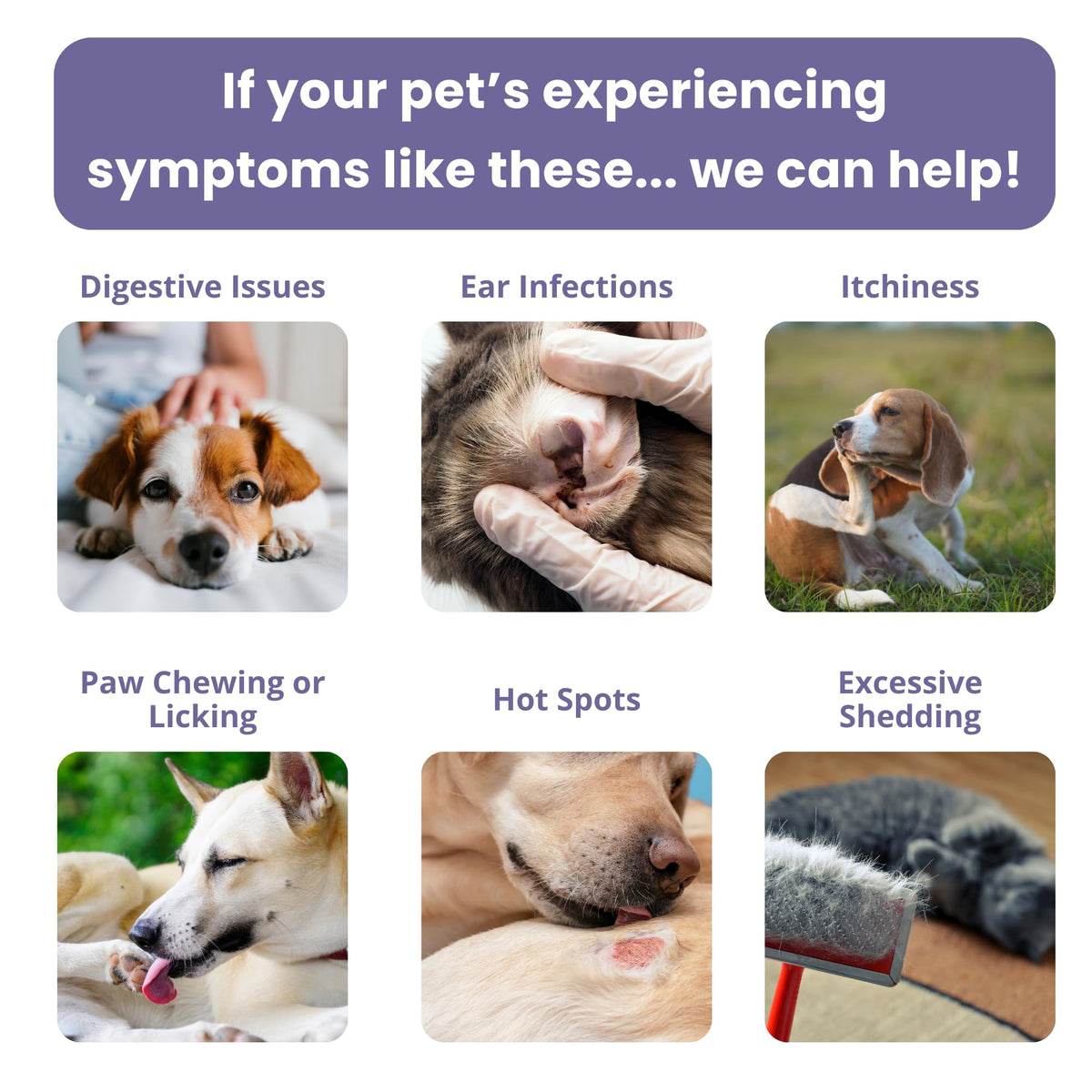 Pet Intolerance Test Dogs & Cats L191270