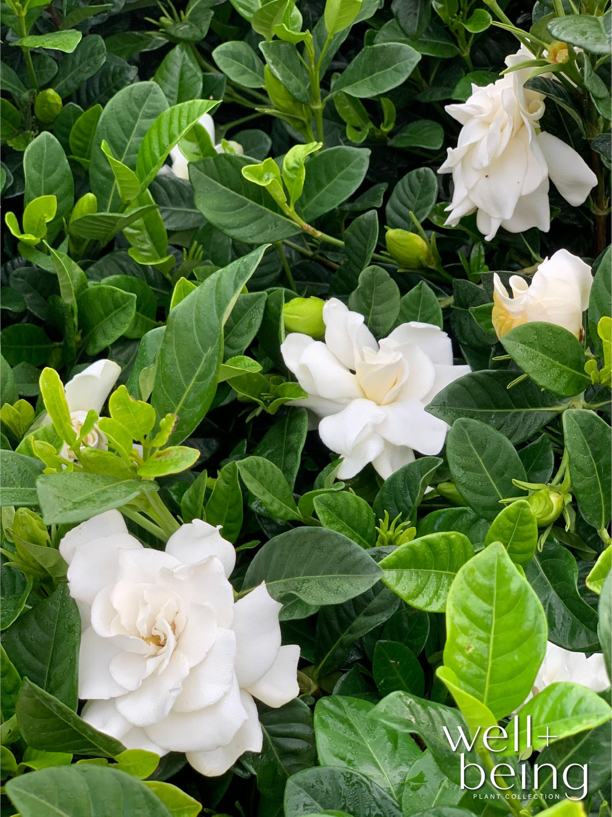 Gardenia Veitchii Fragrant Flowering Shrub 2 Quart Grower Pot R6605